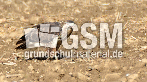 Mäusebussard_ (3).jpg